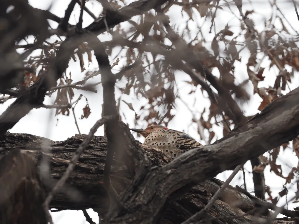 a speckled bird high in a tree