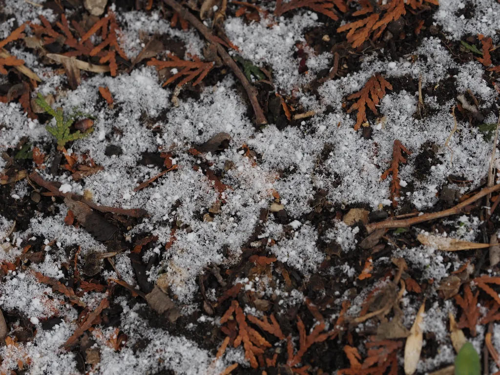 thick snowflakes on the ground