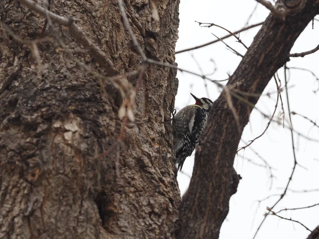 a woodpecker in a tree