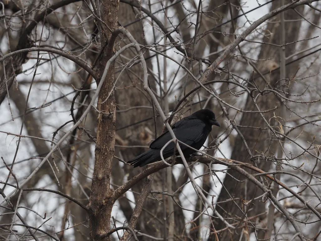 a crow in a tree