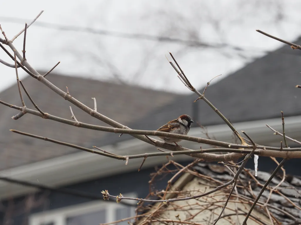 A sparrow in a tree