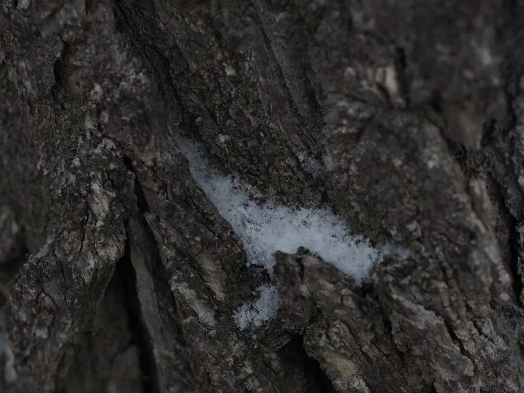 snowflakes in the bark of a tree