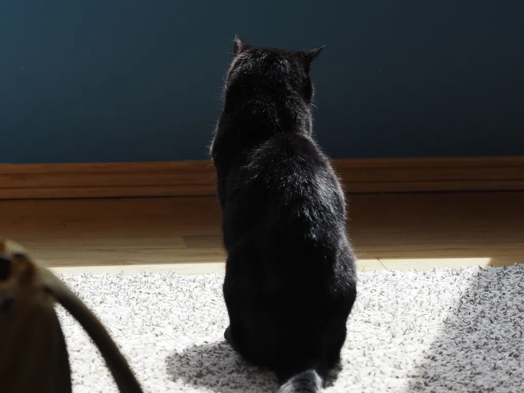 a black cat sitting in a sunbeam