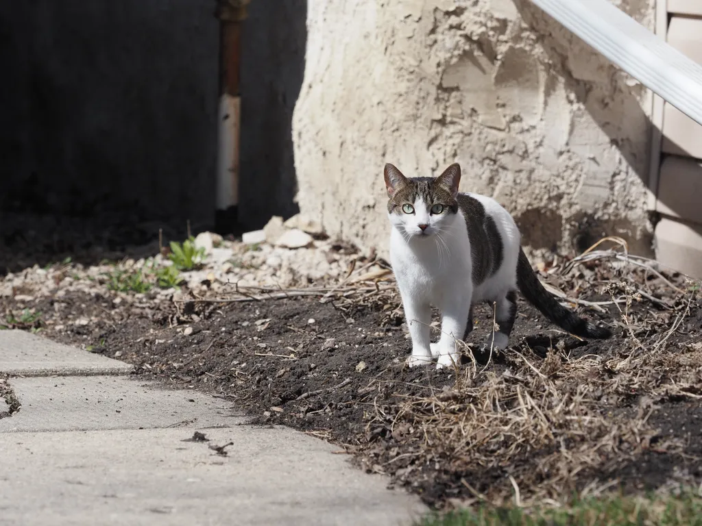 a white and brown cat staring intently at the camera