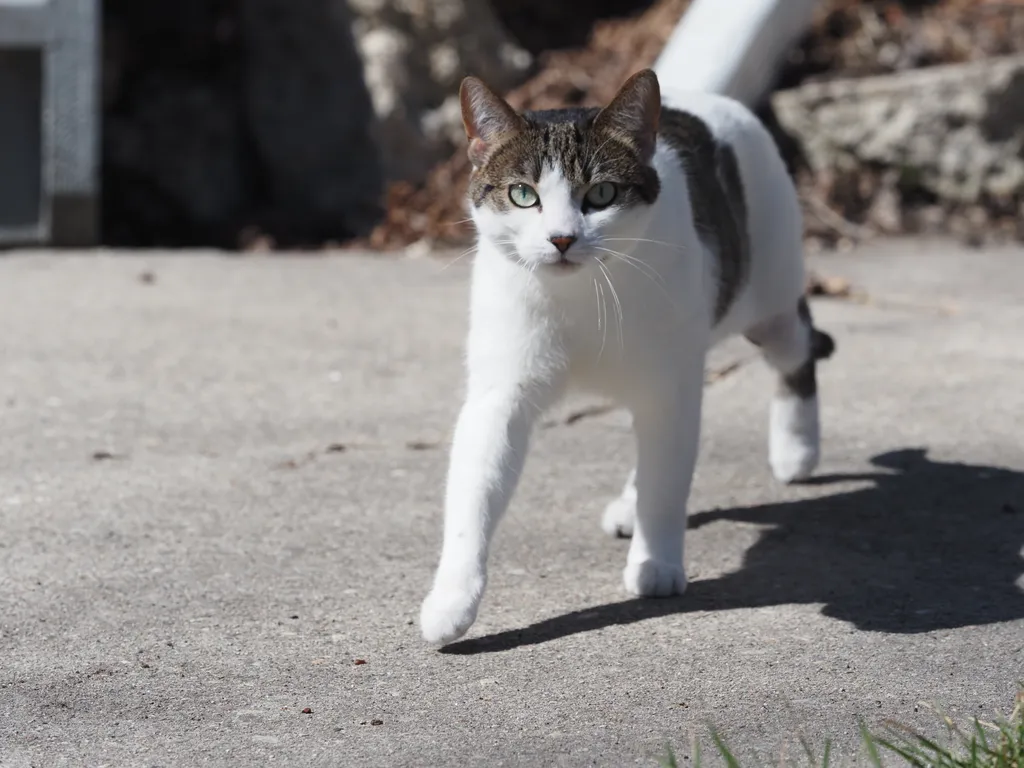 a white and brown cat walking toward the camera