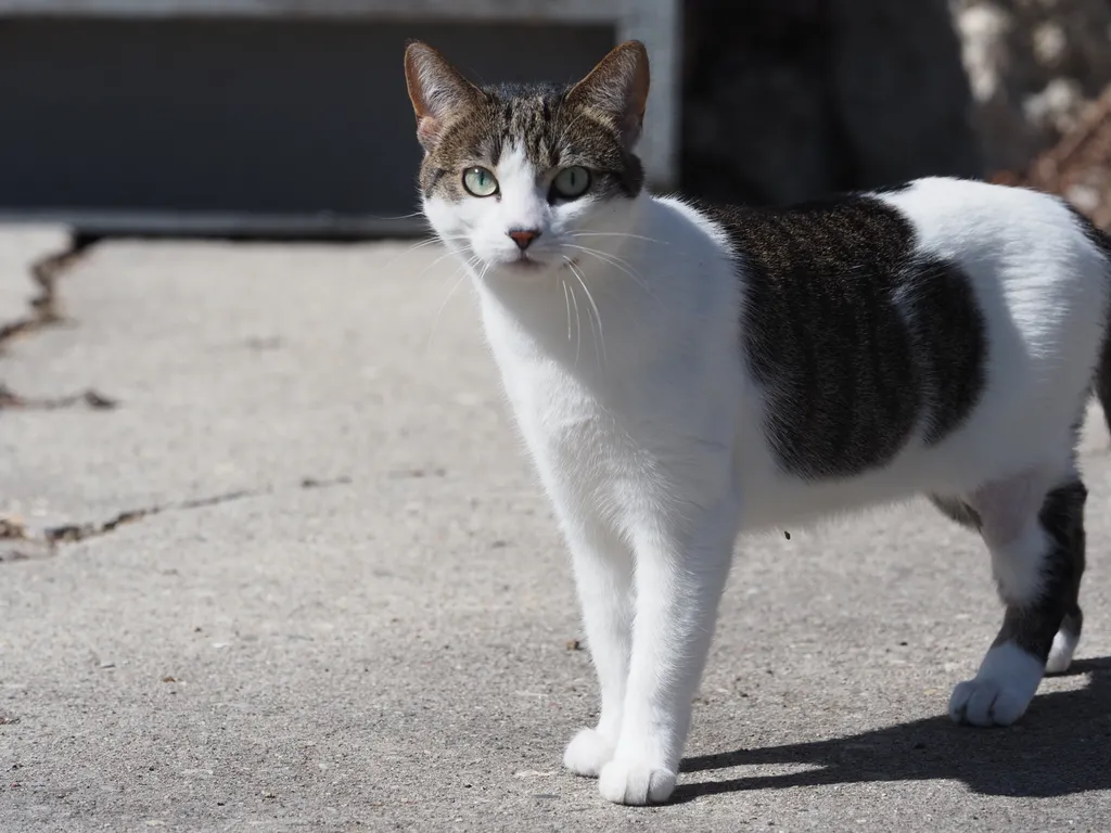 a white and brown cat staring cautiously at the camera