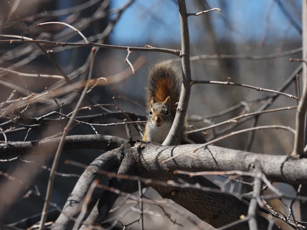 a squirrel in a tree