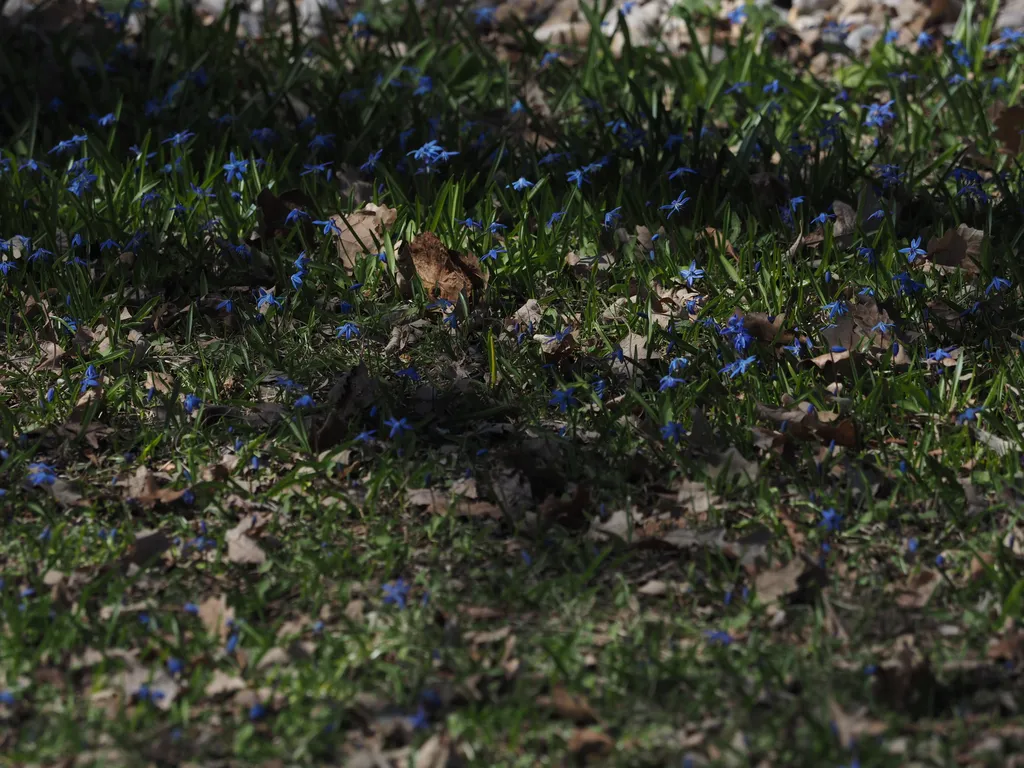 small blue flowers blooming in the grass