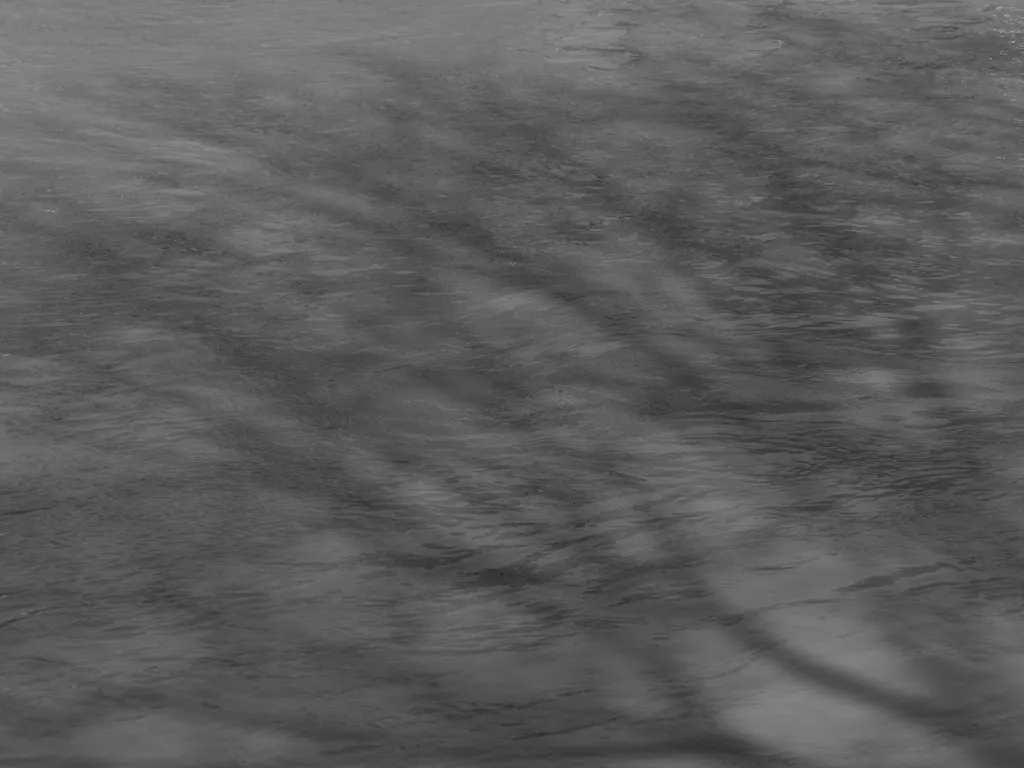 trees casting a shadow on a river