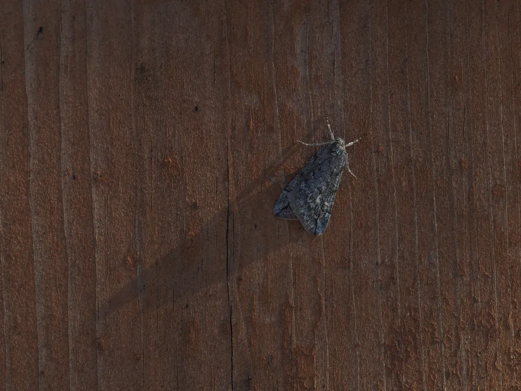 a moth casting a long shadow on a fence