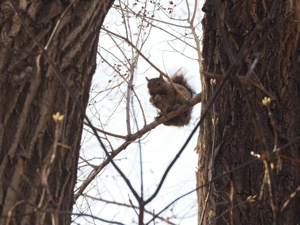 a squirrel perched on a branch eating