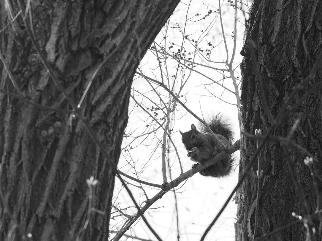 a squirrel perched on a branch eating