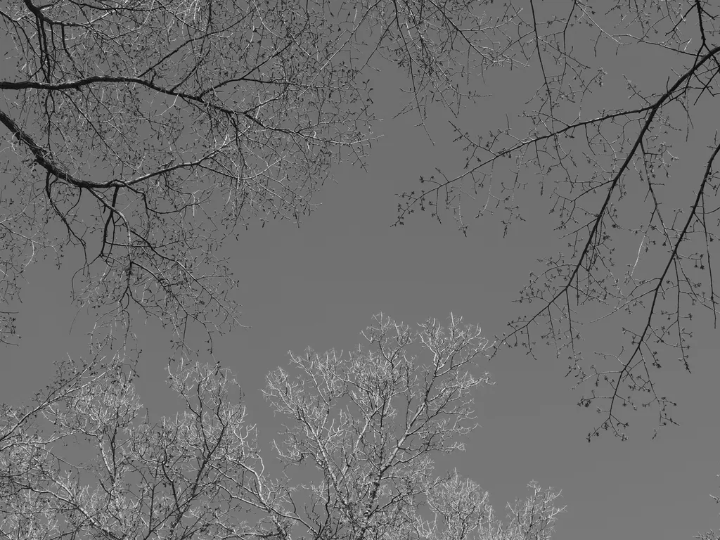 budding branches against a clear sky in black & white