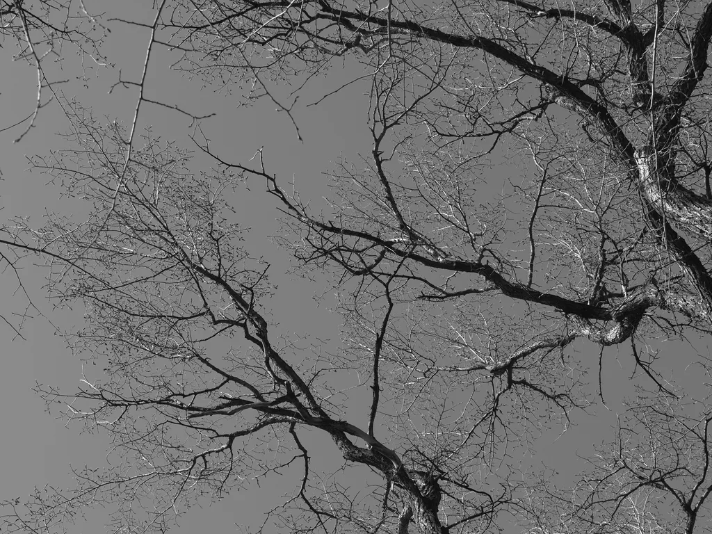 budding branches against a clear sky in black & white