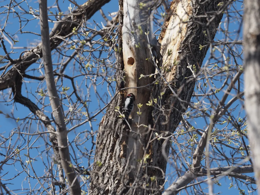 a woodpecker with their head in a hole they've pecked into a tree