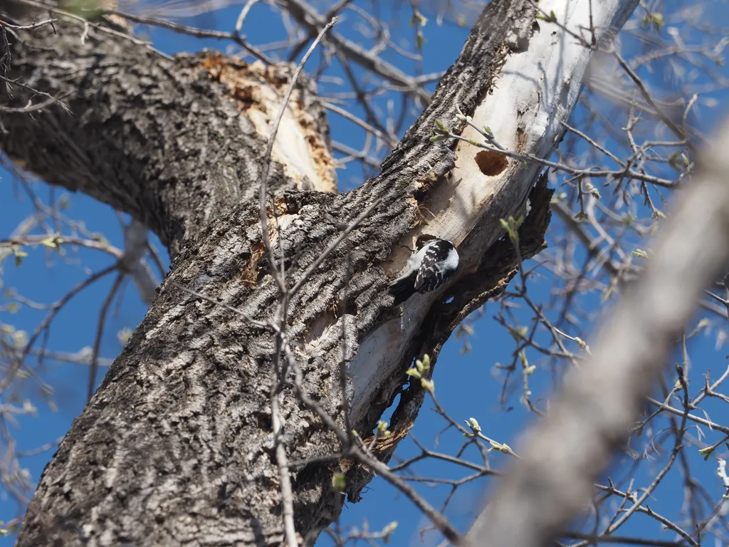 a woodpecker with their head in a hole they've pecked into a tree