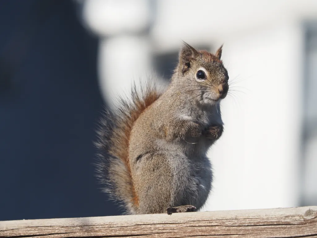 a squirrel perched on their hind legs on a fence