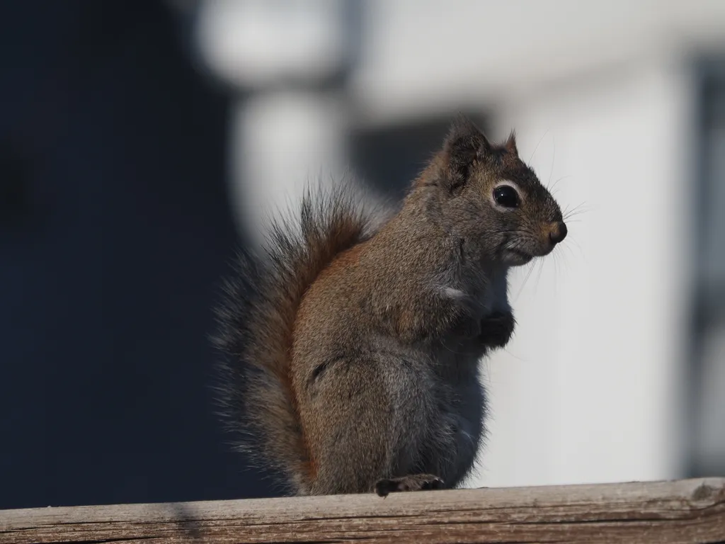 a squirrel perched on their hind legs on a fence