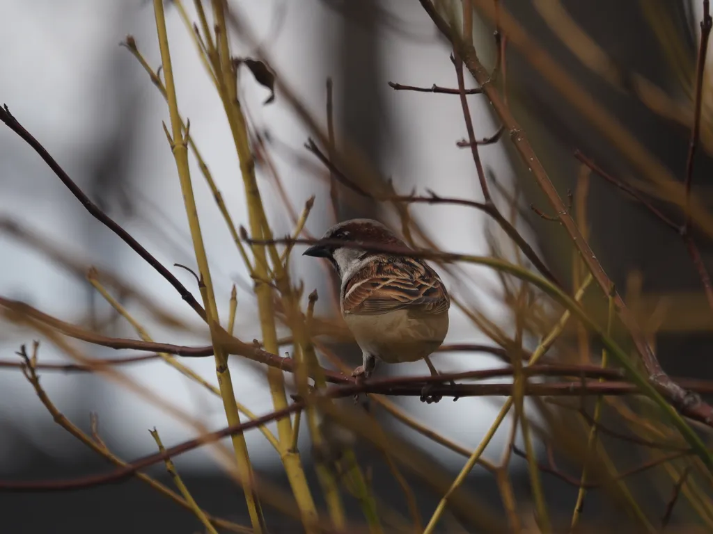 a bird in a bush