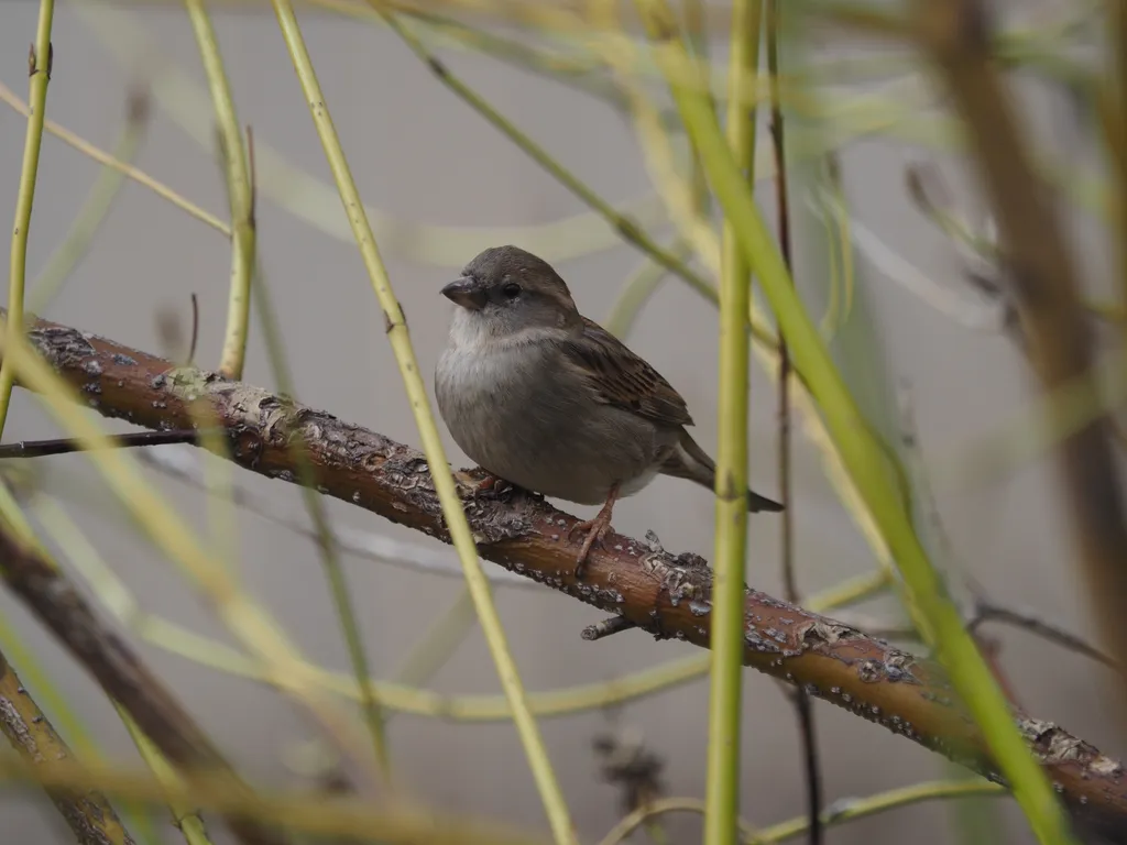 a bird in a bush