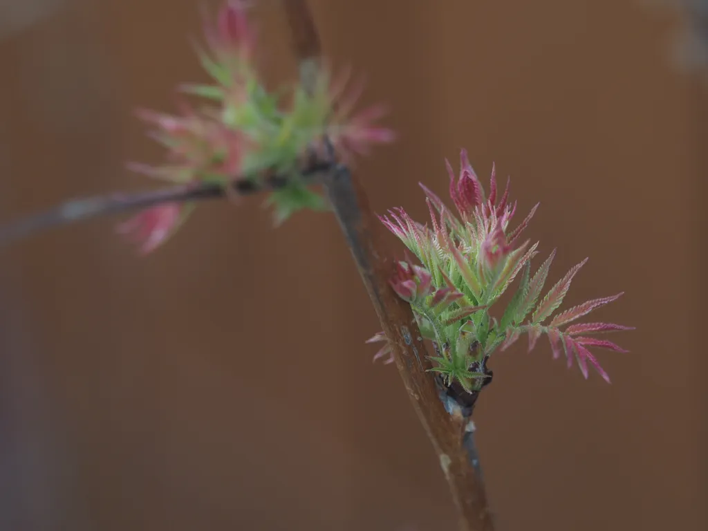 green leaves with red ends growing from a stem