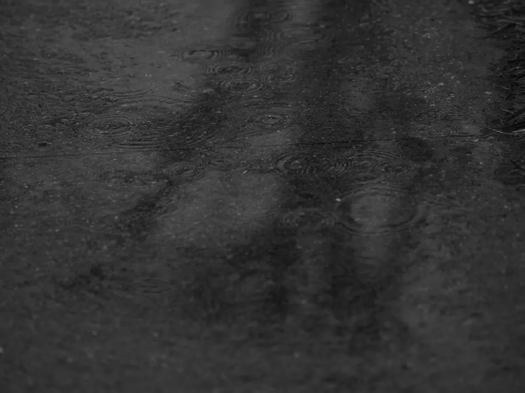 a tree reflected in a puddle in the rain