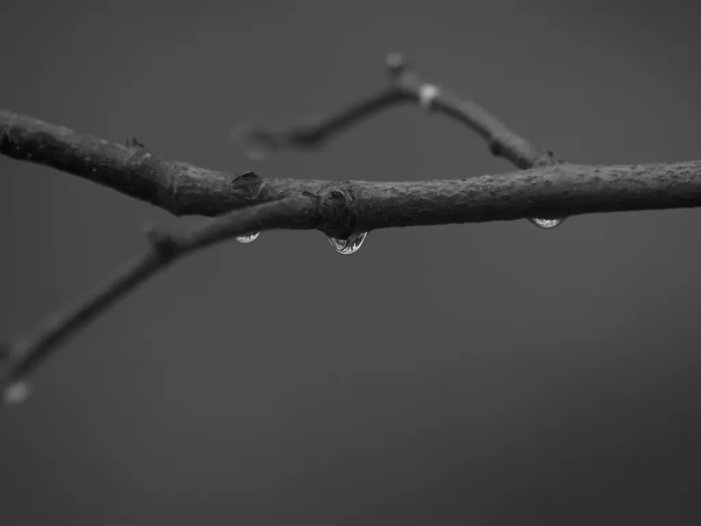 raindrops on a branch