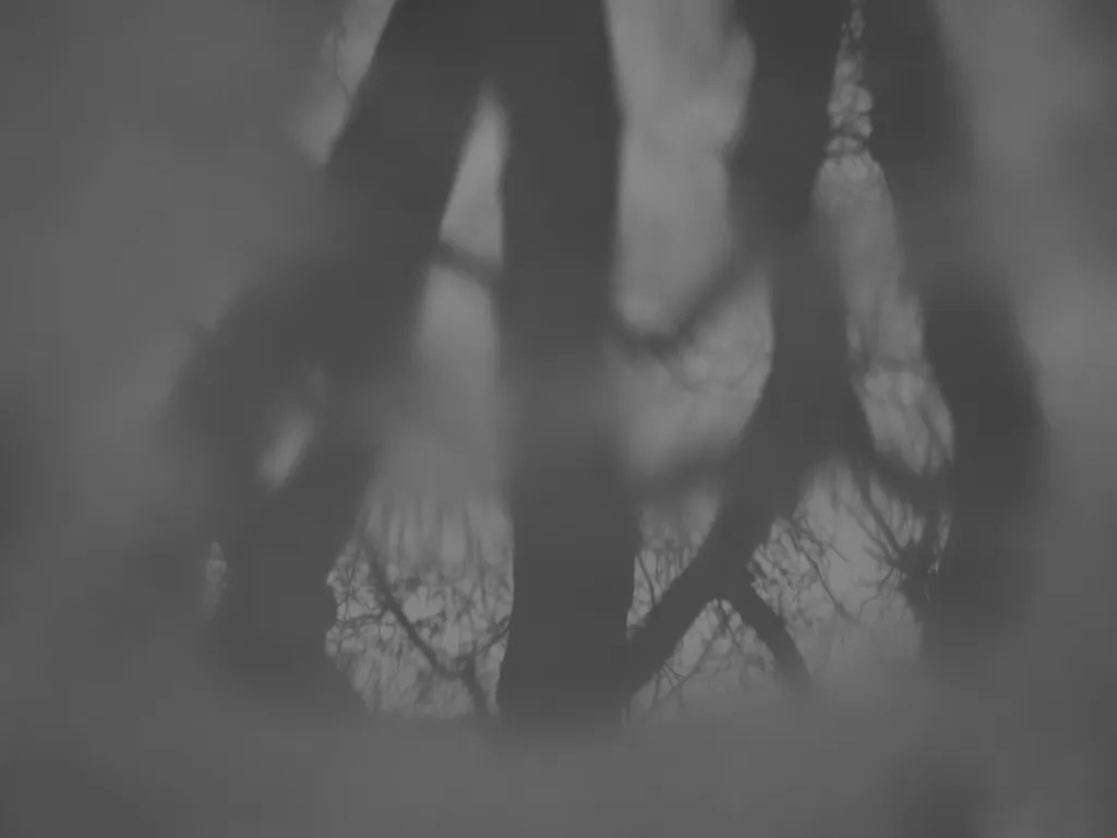 trees reflected in a puddle