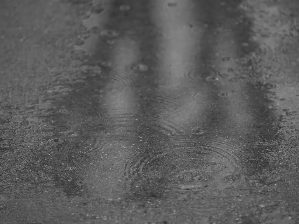 trees reflected in a puddle