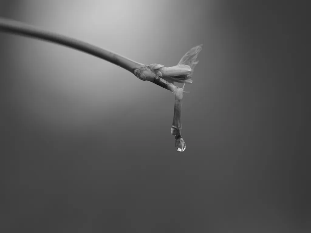 a raindrop on the tip of a broken branch