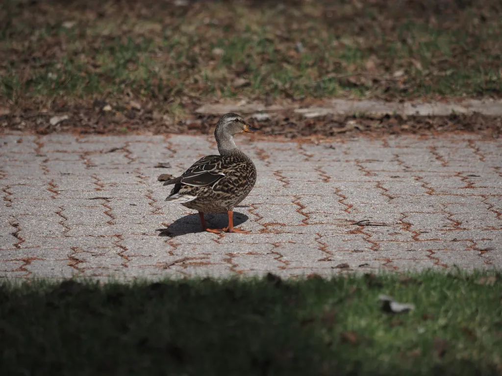 a duck on a driveway