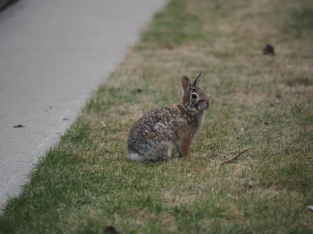 a rabbit on a lawn