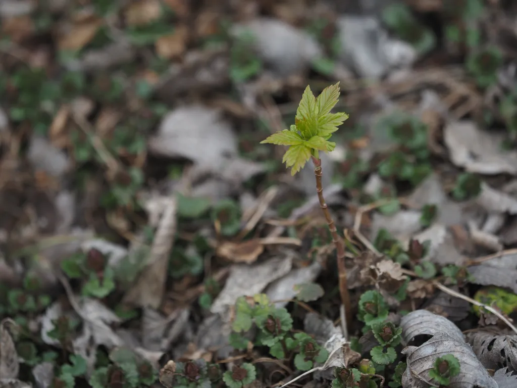 a young sapling