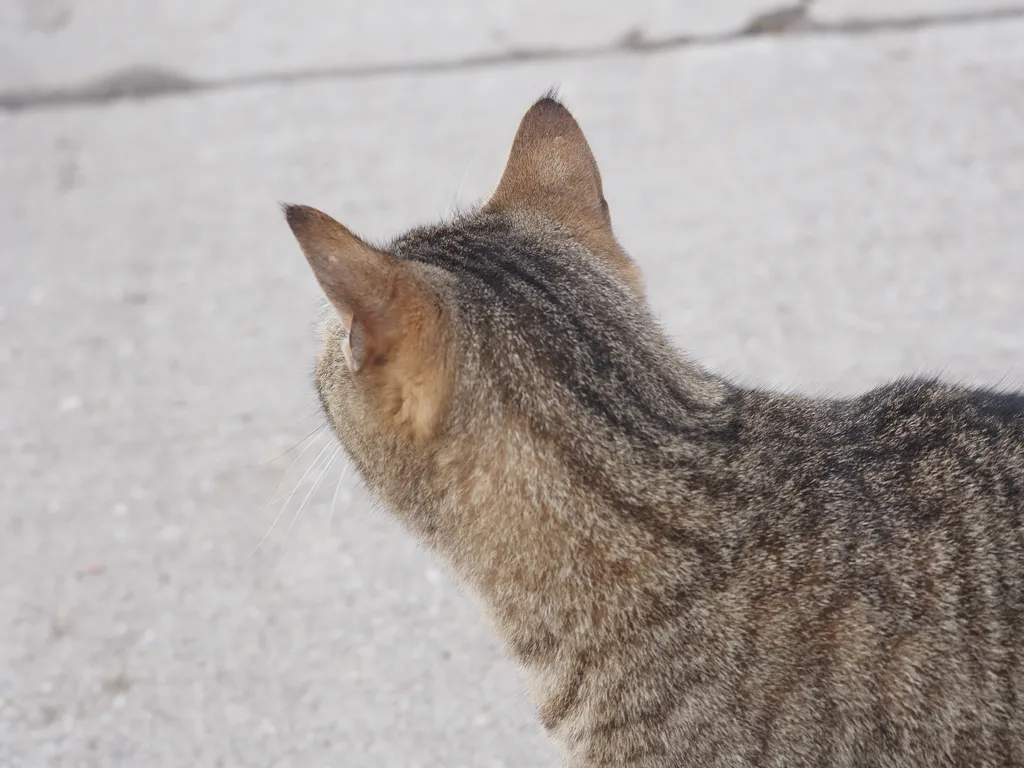 a cat staring away from camera