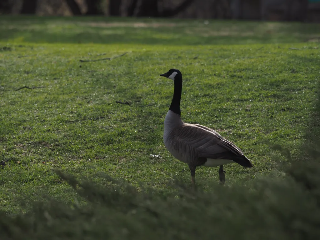 a goose on the grass