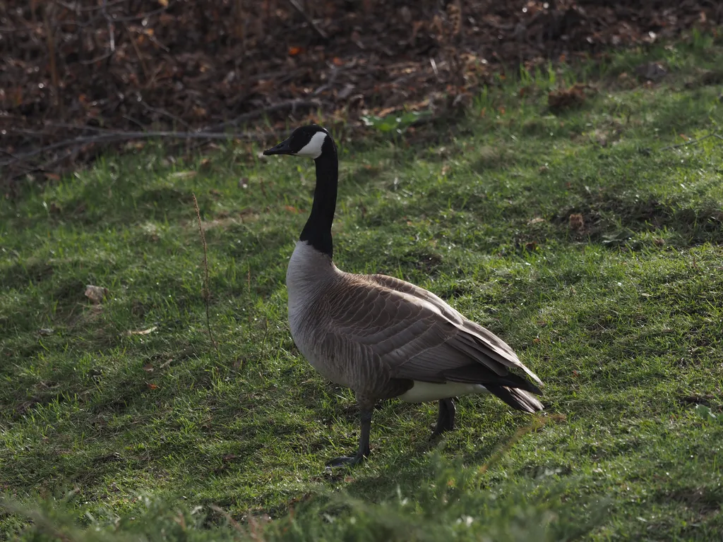 a goose on the grass