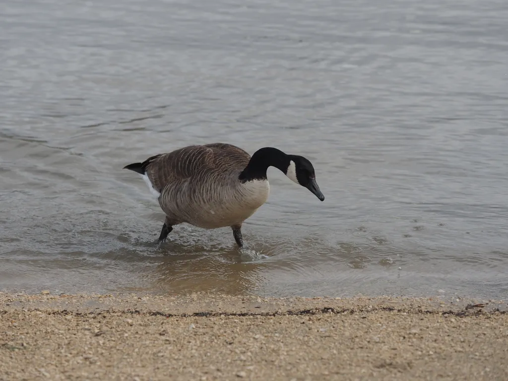 A goose emerging from a river