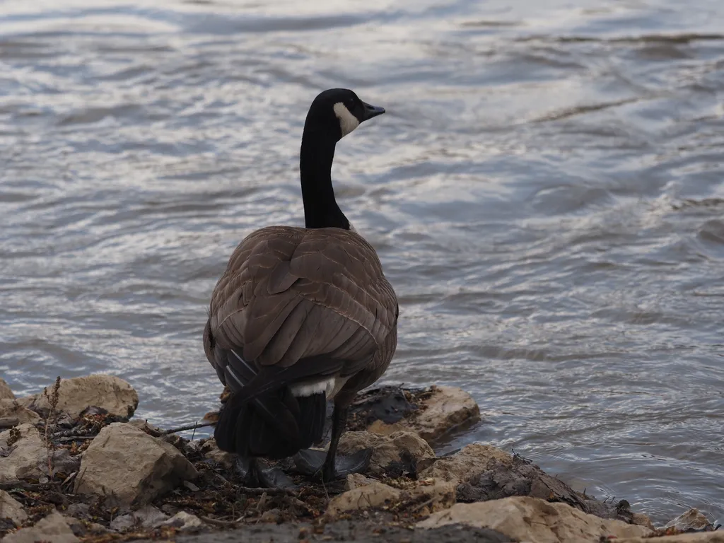 a goose by a river