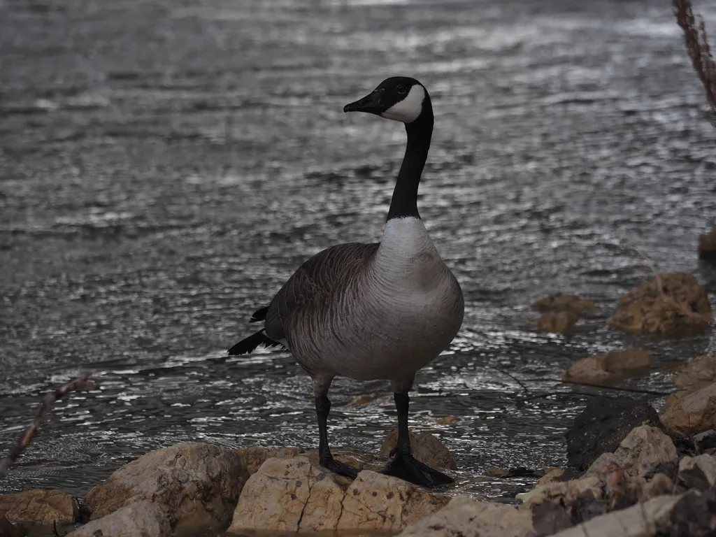 a goose by a river