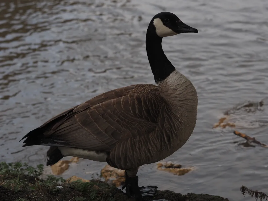 a goose by a river