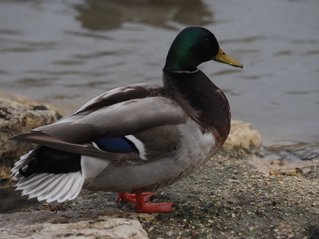 a duck by a river