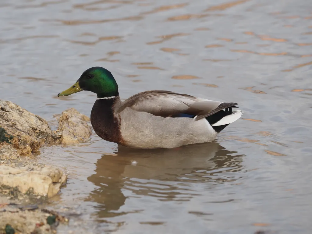 a duck stepping out of a river