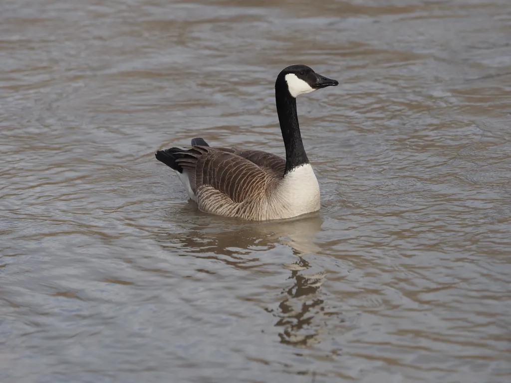 a goose on a river