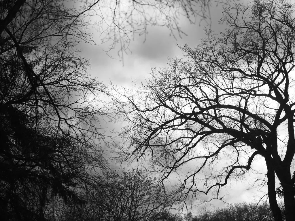 trees silhouetted against a tree