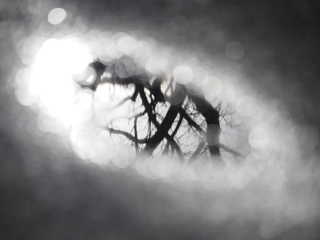 trees reflected in a puddle