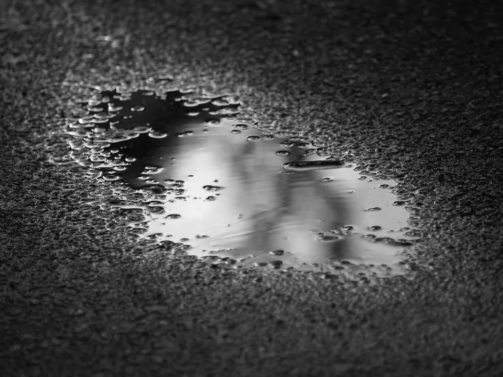 trees reflected in a puddle