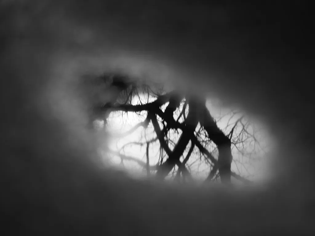 trees reflected in a puddle