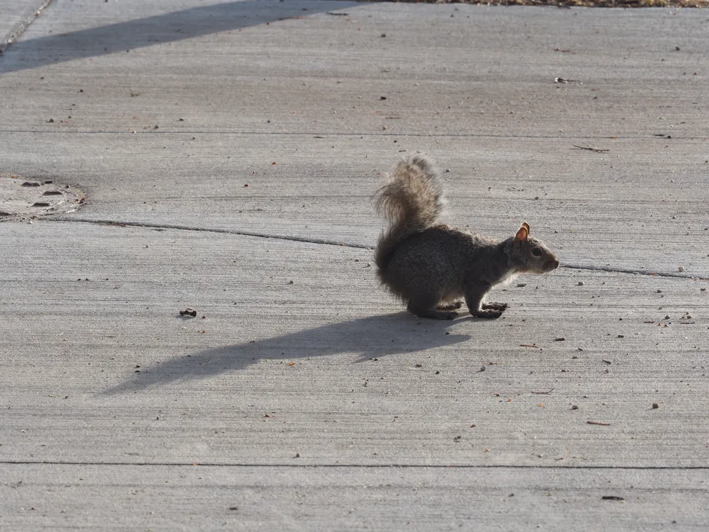 a squirrel on a sidewalk