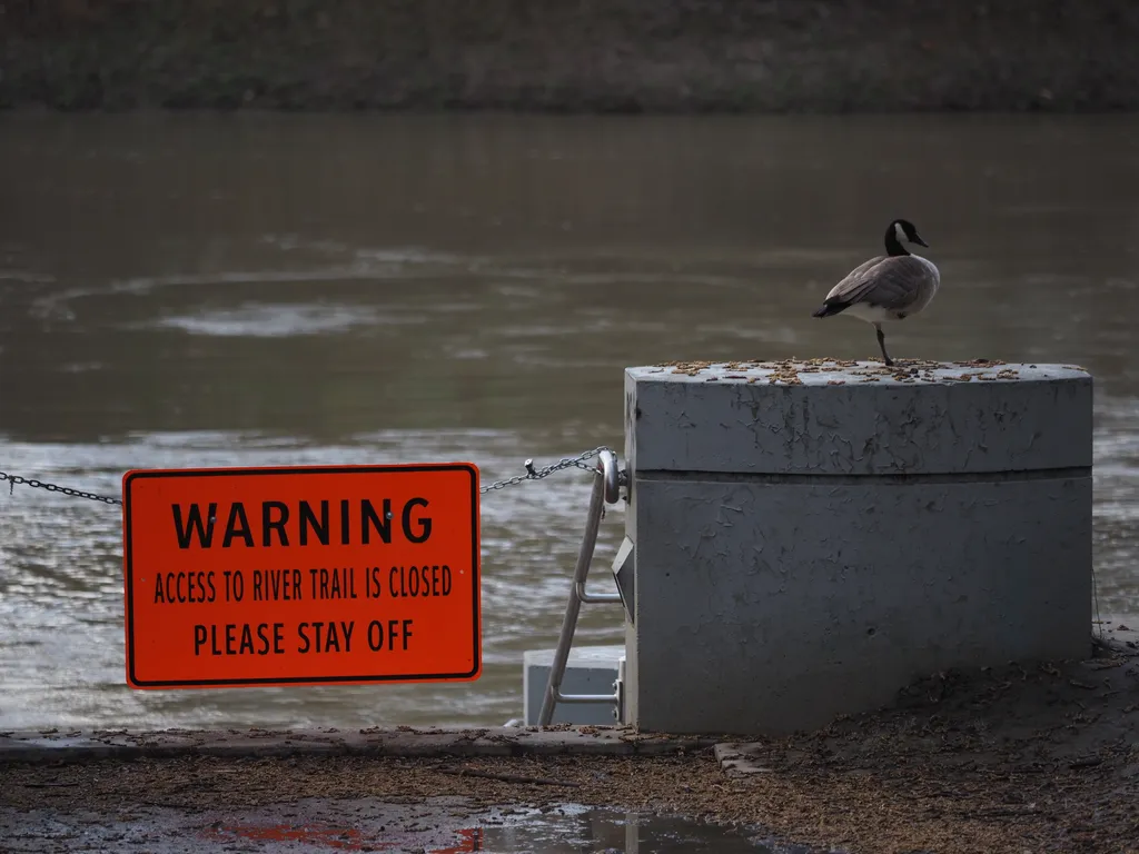 a goose by a sign warning a path to the river is closed