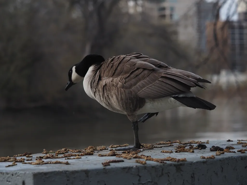 a goose on a concrete pillar